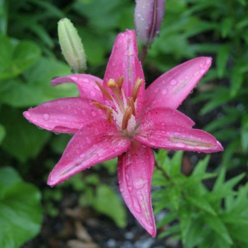 a_flower 003.jpg
