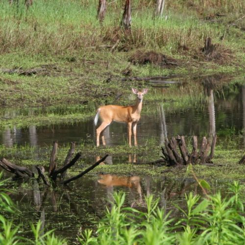 deerdoe 017-original.jpg