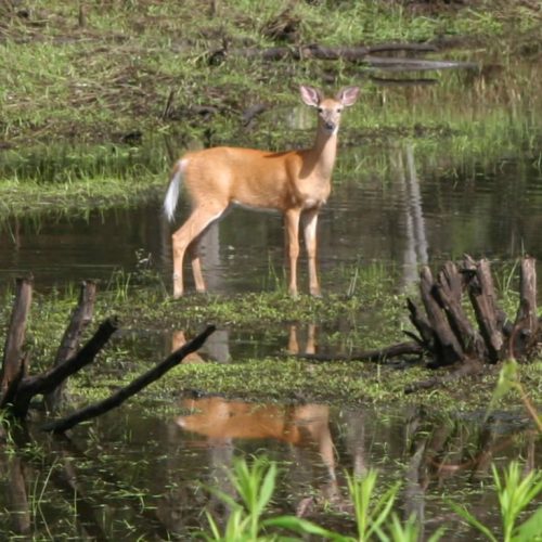 deerdoe017a.jpg