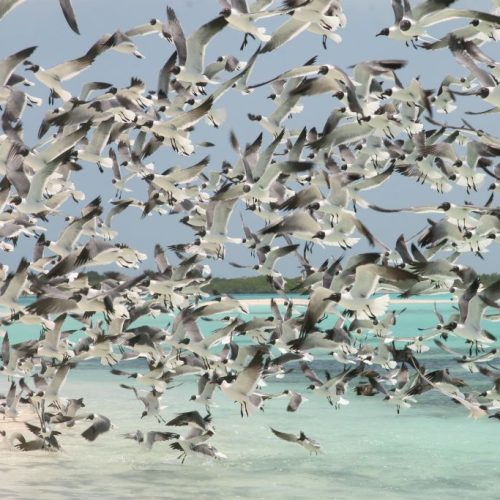 los_roques 554.jpg