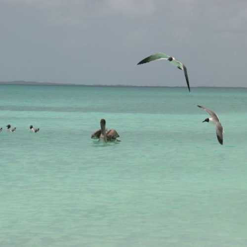 los_roques 598.jpg