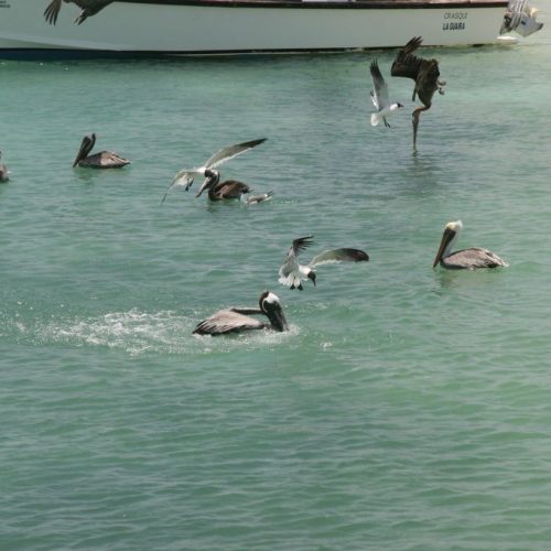 los_roques 600.jpg