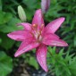 a flower 003
