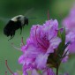 bird bee 172 b