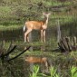 deerdoe017a