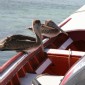 los roques 276