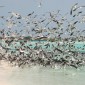 los roques 553