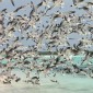 los roques 554